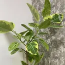 SK nailのプロフィール画像