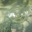ATENA RINOのプロフィール画像