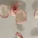 【plume.】 misakiのプロフィール画像