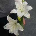 殿守 優貴のプロフィール画像