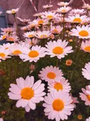 Beautist Mioのプロフィール画像