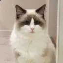 ま よのプロフィール画像