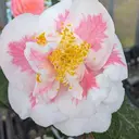 貞清 衣織のプロフィール画像