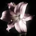 黒淵 .のプロフィール画像