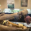 ふくし りこのプロフィール画像