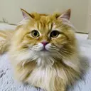 AN アン 大塚のプロフィール画像