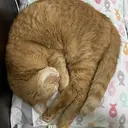 みやもと はるな　tiffinのプロフィール画像