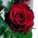 ROSE🌹 HITOMIのプロフィール画像