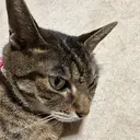 リイロ 矢間のプロフィール画像
