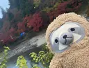 kobayashi arisaのプロフィール画像