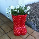 Taniguchi hinaのプロフィール画像