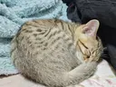 水野 菖のプロフィール画像