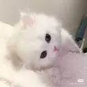 fulfill🌷 / CHISATOのプロフィール画像