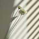 t rinaのプロフィール画像