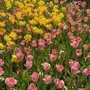 [naitre] mashiroのプロフィール画像