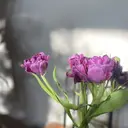 Koma Minamiのプロフィール画像