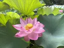 岡田 lalaのプロフィール画像