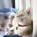 岸本 郁美のプロフィール画像