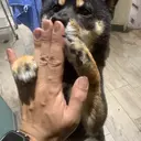 東心斎橋🌏豆柴 🐾倶楽部のプロフィール画像