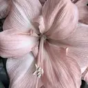 髙橋 凛のプロフィール画像