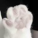カワモト チサトのプロフィール画像