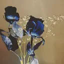 平木 悠葵のプロフィール画像