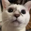 DEEokazaki ishiiのプロフィール画像
