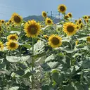 . Manamiのプロフィール画像