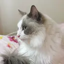 🤍nano🤍 eyelashのプロフィール画像
