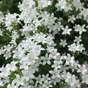 植村 ちはるのプロフィール画像