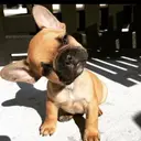 外国人風レイヤー／ SHOKUのプロフィール画像