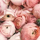 ローズパープル💜 カット専門美容室のプロフィール画像