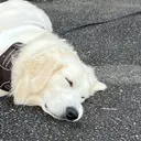 ショートネイル 森のさんぽ道のプロフィール画像