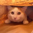 コウ ギョクビのプロフィール画像