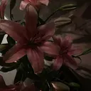 西岡 歩乃花のプロフィール画像