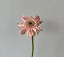 清原 理恋のプロフィール画像