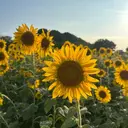 R_Plumeria Ashliyのプロフィール画像