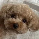 sasa aiのプロフィール画像