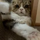 柴森 陽菜のプロフィール画像