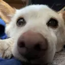 齋藤 帆乃花のプロフィール画像