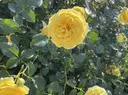 【Rasiku】 中山のプロフィール画像