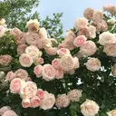 曽根原 美雨のプロフィール画像