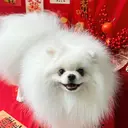 ダイ ケイメイのプロフィール画像