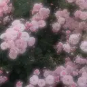 Rina ♡のプロフィール画像