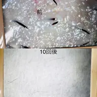 Vio 脱毛