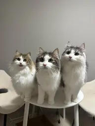 オフのみ
