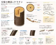 [お知らせ！是非読んでみてください！📢]ケラチンTrとは何か！