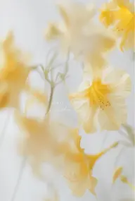 【土祝限定】ヘアメイク 💄ෆ ˊ˗