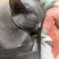 ショートカット限定🐱サラッとまとまるトリートメント付き🌙ショートカットモデル様大募集🫧✂︎🌼