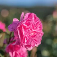 🌺お試しコース☘️アロマトリートメント 80分